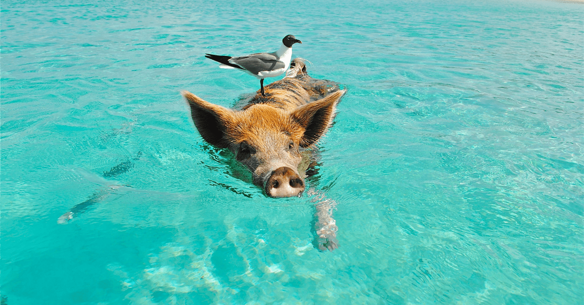 Four Things Every Farmer Needs To Know About Watering Pigs